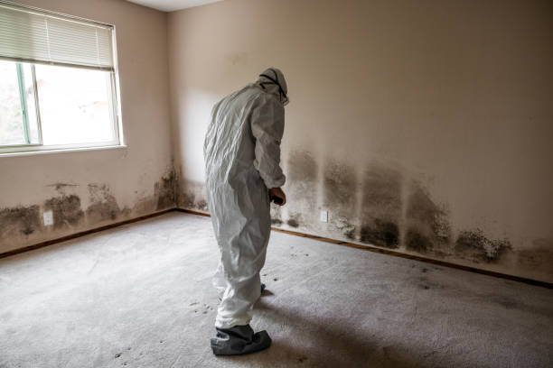 Best Residential Mold Remediation in Gardiner, ME